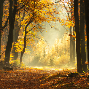 forêt automne