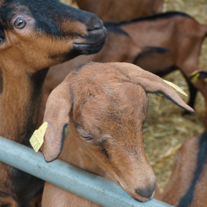 chèvre mignonne